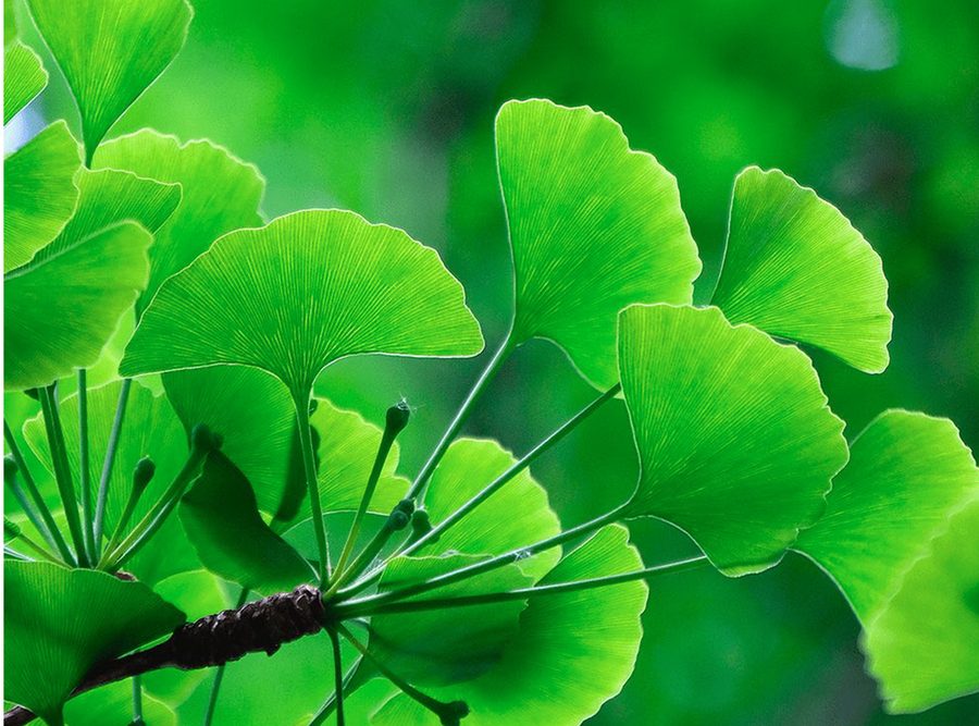 Hojas de Ginkgo biloba